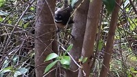 Vogel NZ : Fantail