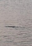 Otters