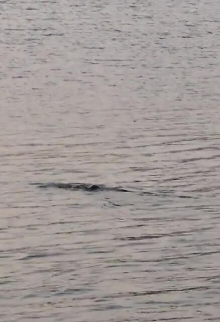 Otters
