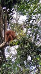 Orang Oetan kokosnoot