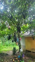 Fruitboom