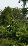 Hornbill
