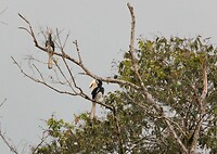 Stelletje hornbills