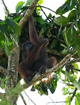Orang Oetan