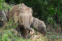 Olifant 2