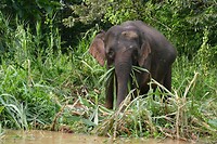 Olifant