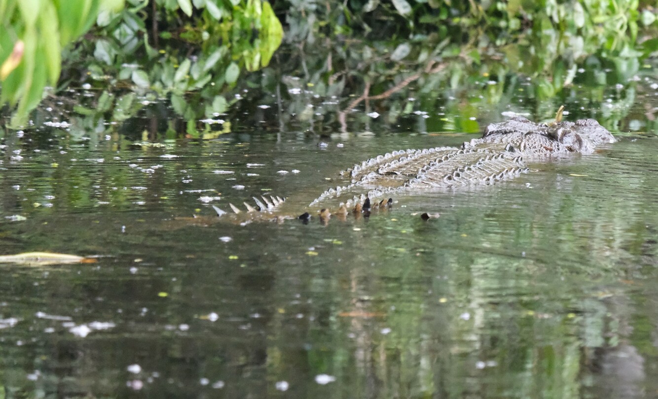 Croc