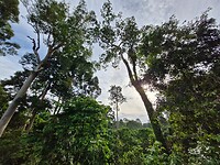Rainforest DC