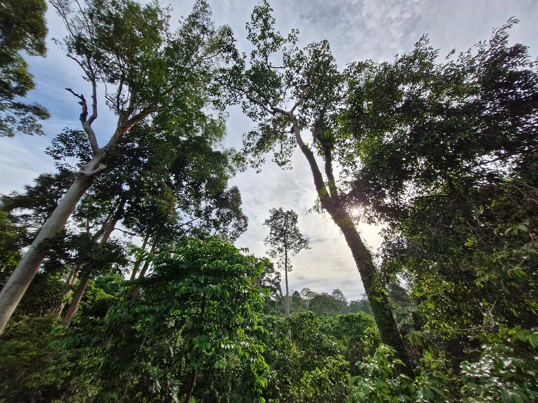 Rainforest DC