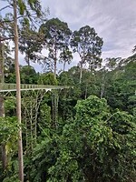 Canopy walk