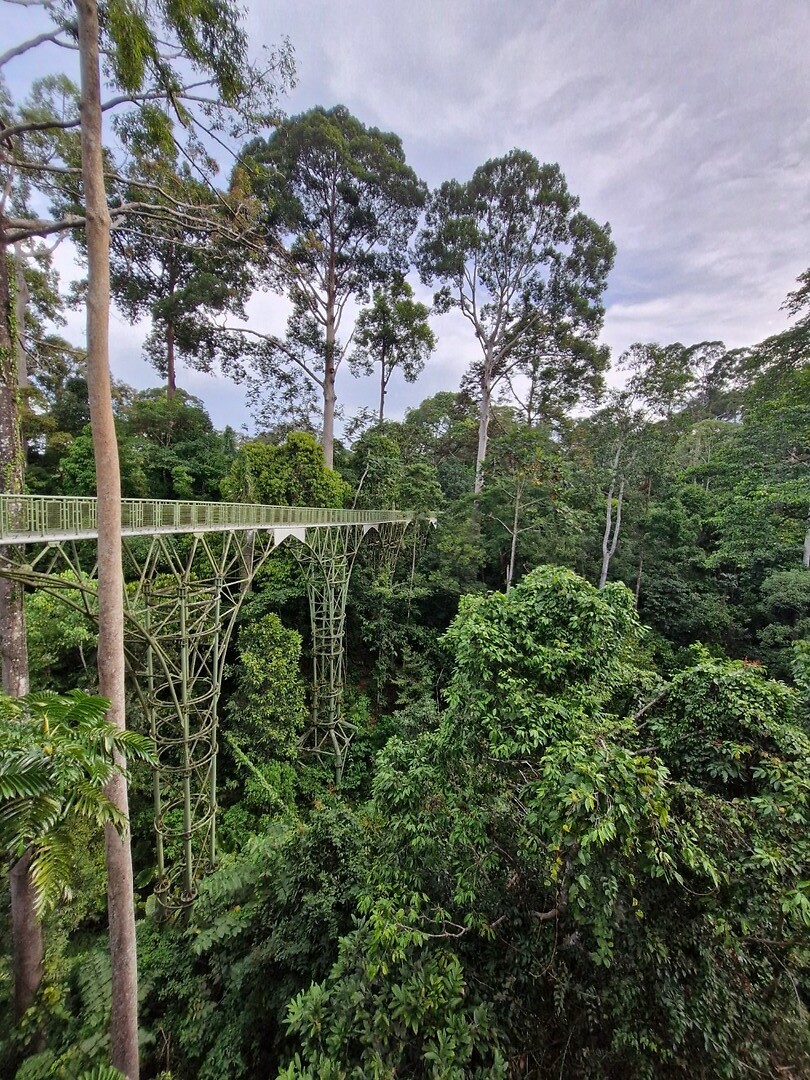 Canopy walk