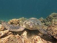 Schildpadden