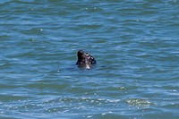 Yes een zeehond gespot