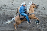 een stier valt het paard aan