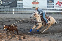 Met de lasso wordt het kalf gevangen