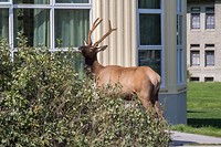 het hert in Mammoth Hot Springs