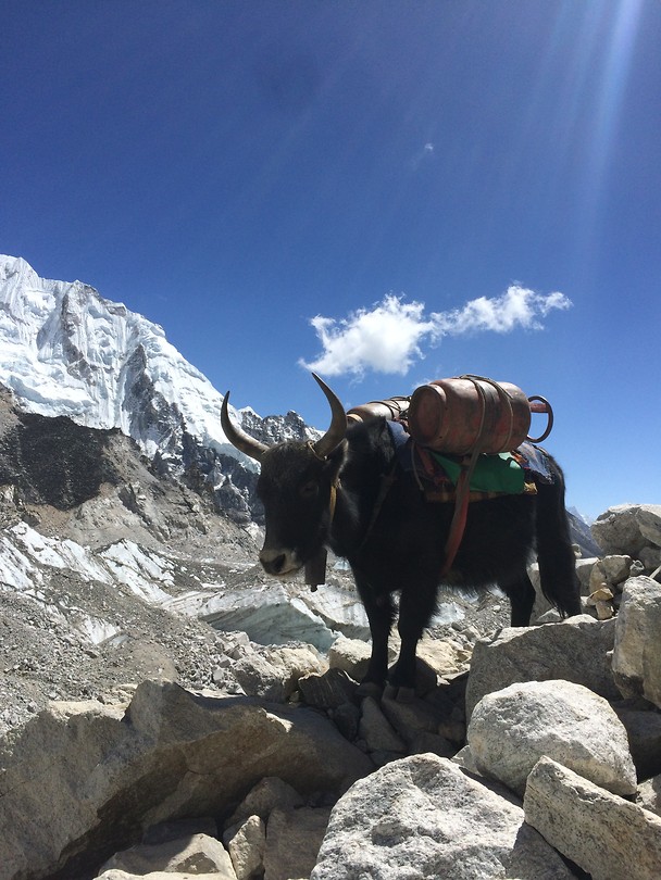 Yak