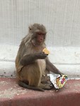 Aap die koekjes heeft gejat van een toerist