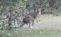 Kangeroo in het wild