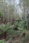 Erskine Falls