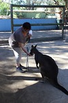 Leeke voert de Kangaroo