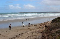 Veel Surfers