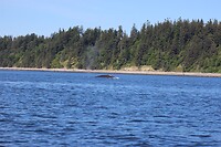 Walvis