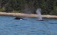 Walvis die spuit