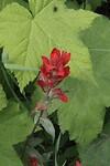 Lokale Flora