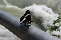 Vlinder