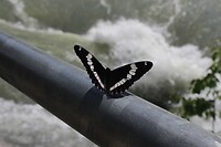 Vlinder als fotomodel