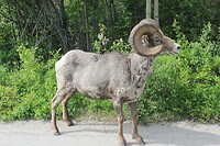 Bighorn Sheep