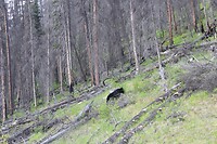 Black Bear