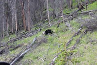 Black Bear