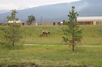 Elk in Jasper
