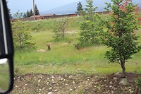 Enkele Elks