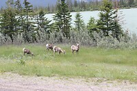 Vrouwtjes Bighorn Sheeps