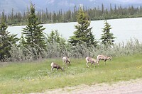 Bighorn Sheeps (vrouwtjes)