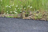 Marmotje