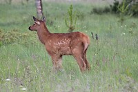 Baby Elk