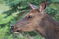 Moeder Elk