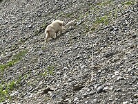 Wildlife