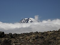 _NZ40816