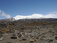 _NZ40818