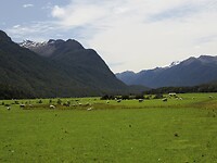 _NZ41932