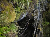 _NZ42064
