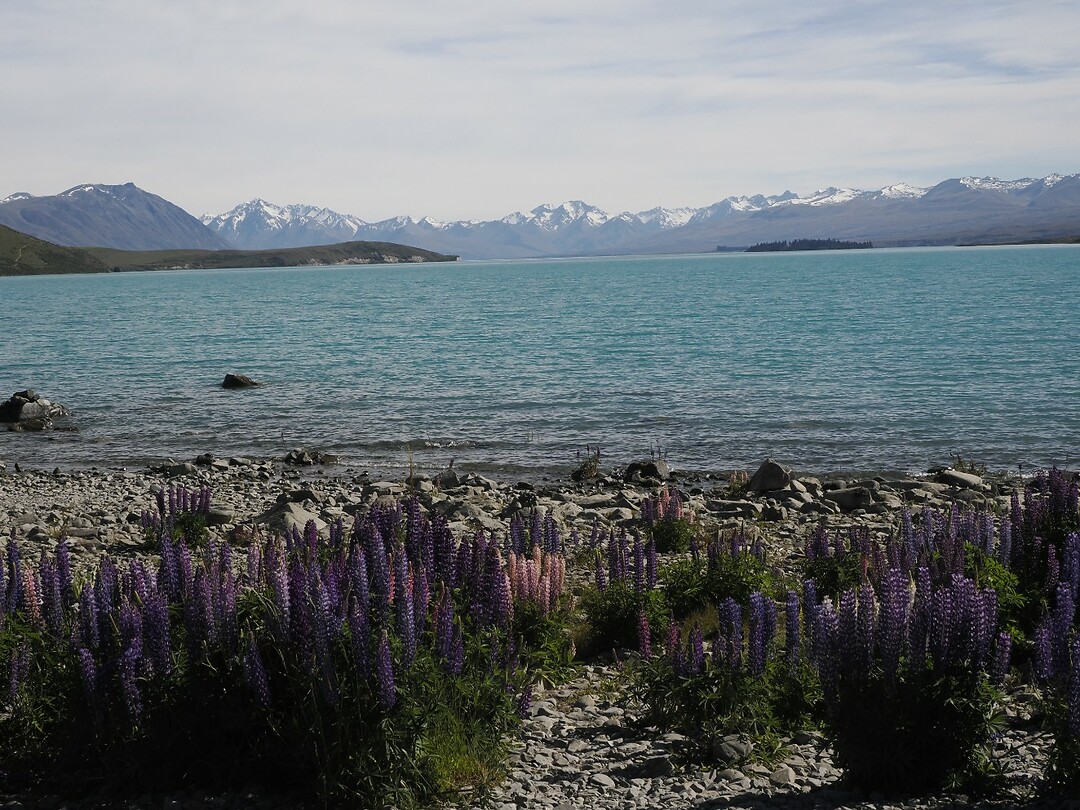 _NZ42327