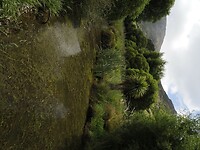 _NZ42366