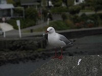 _NZ42382