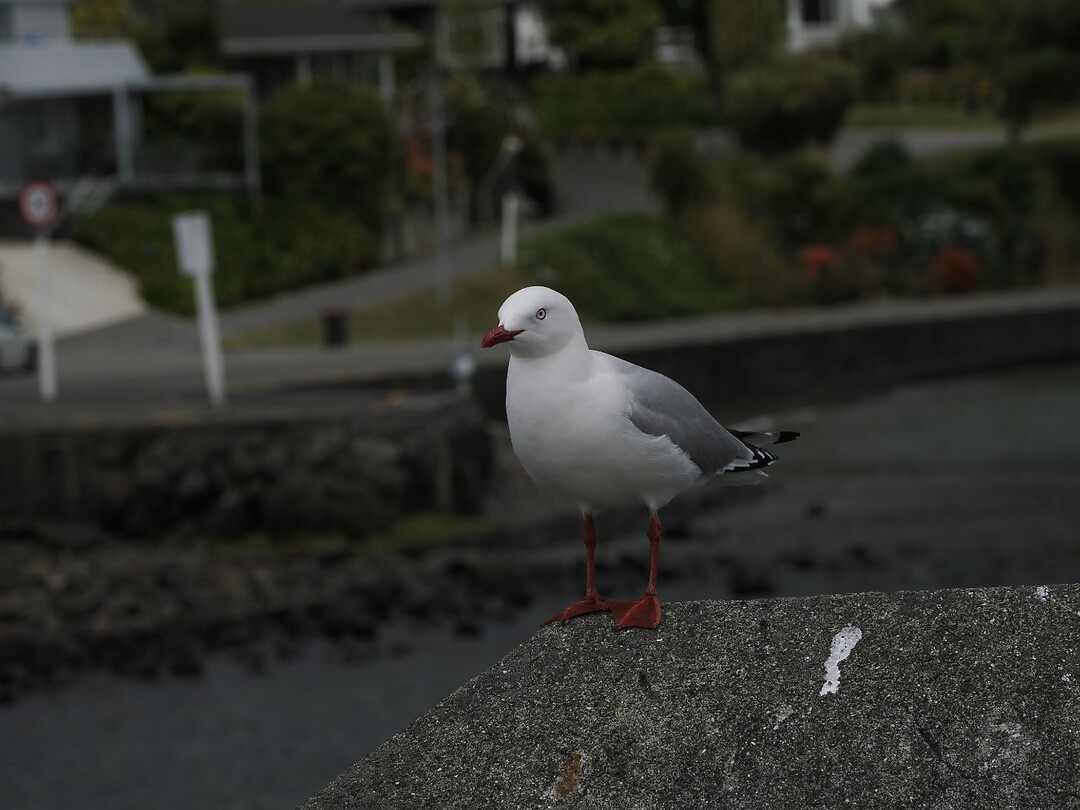 _NZ42382